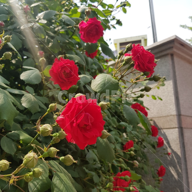 꽃,flower,plant,식물,장미,rose,식물,자연,plants,nature,꽃,flower