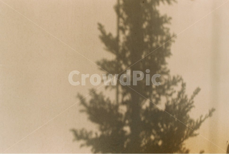 shadow,그림자,나무,나뭇잎,tree,식물,자연,plants,nature,실루엣,그림자,silhouette,shadow,감성,sensible,feeling