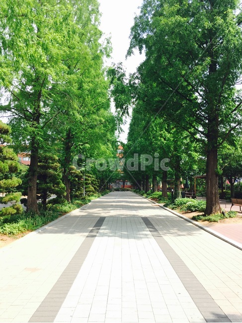 nature,grassland,목초지,자연,옥외,field,들,outdoors,나무,숲길