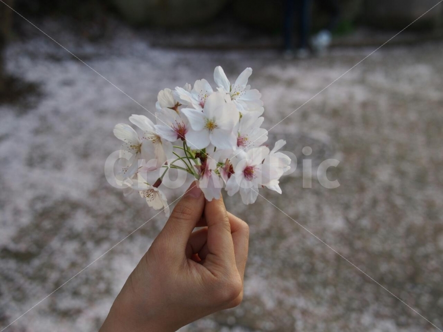 벚꽃,분홍,손나무,봄,꽃,나무,감성,봄,계절,spring,season,식물,자연,plants,nature,꽃,flower,사람,인물,인간,human,person,연출,컨셉,콘셉,direction,concept,plant,blossom,geranium,제라늄