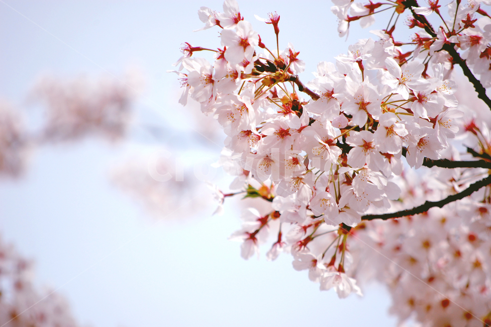 벚꽃,꽃길,봄,4월,꽃놀이,나들이,봄,계절,spring,season,식물,자연,plants,nature,꽃,flower,plant