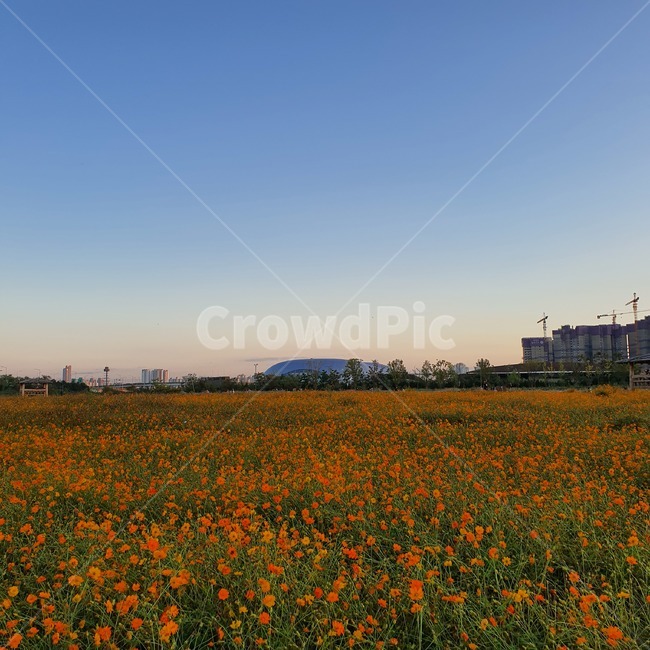 Field,Hill,nature,sunset,Cosmos Festival,flower Festival,Cosmos,flower