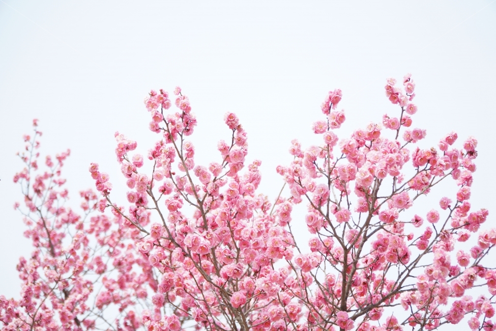 꽃,나무,자연,홍매화,핑크,봄,계절,spring,season,식물,자연,plants,nature,꽃,flower,누끼,remove background,plant,blossom
