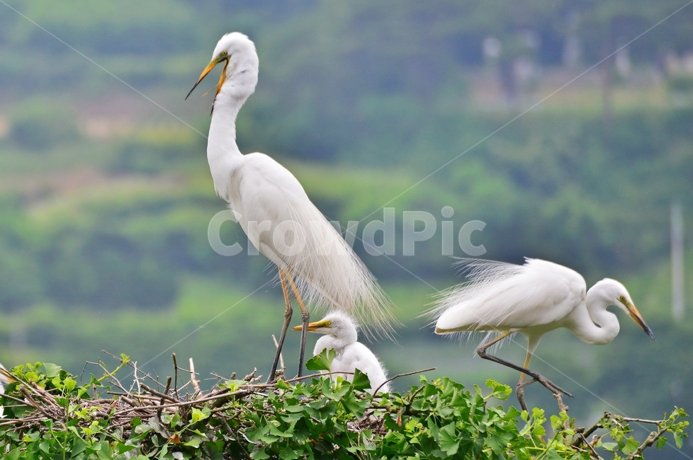 전북,임실,백로부부,백로부부사랑,백로육추,bird,waterfowl,물새,stork,황새,egret,백로,동물,animal,조류,새,birds