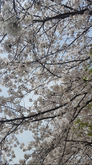 봄,봄꽃,벚꽃,하늘,나무,꽃