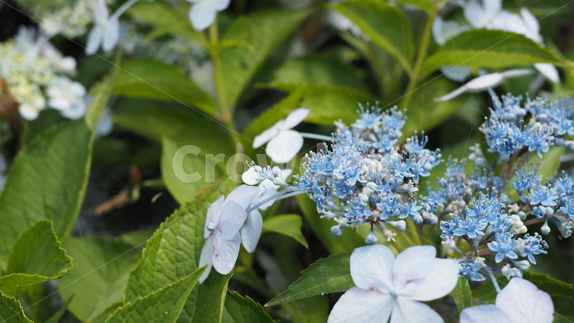 야생화,꽃,green,wildflower,flowers,공원