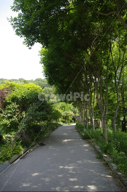 초록,나무,잎,식물,plant,계절,봄,spring,길,자연,풍경,nature,landscape,arbour,정자,garden,정원,outdoors,옥외