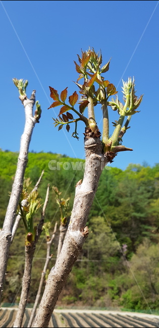 plant,식물,두릅,봄나물,spring