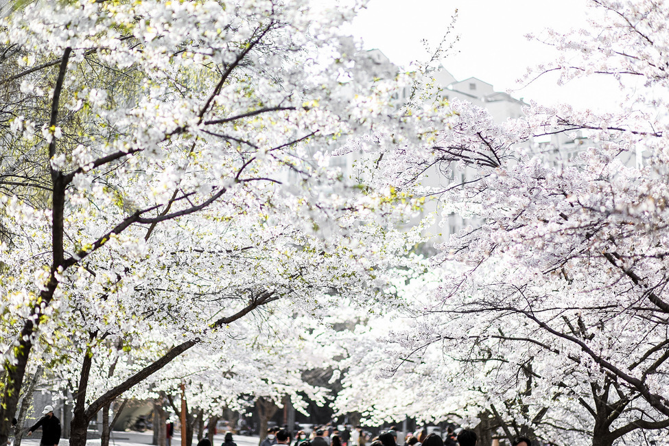 plant,식물,blossom,꽃,flower,벚꽃