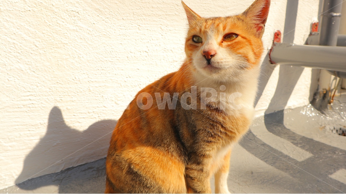 pet,cat,고양이,동물,길고양이,길냥이,반려동물,애완동물,귀여움,kitty,힐링,포유류,animal,동물,animal,포유류,mammal,고양이,cat,kitten,kitty