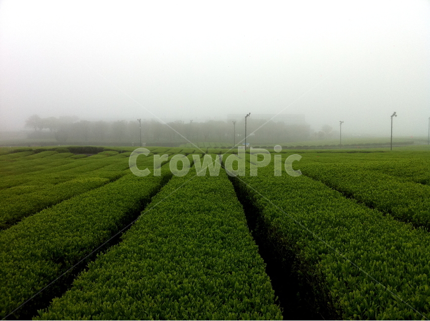녹차밭,여행,안개,감성,풍경,자연,풍경,nature,landscape,산업,industry,industrial,농업,농사,agriculture,farming,farming industry,field,들,plant,식물,vegetation,초목,outdoors,옥외