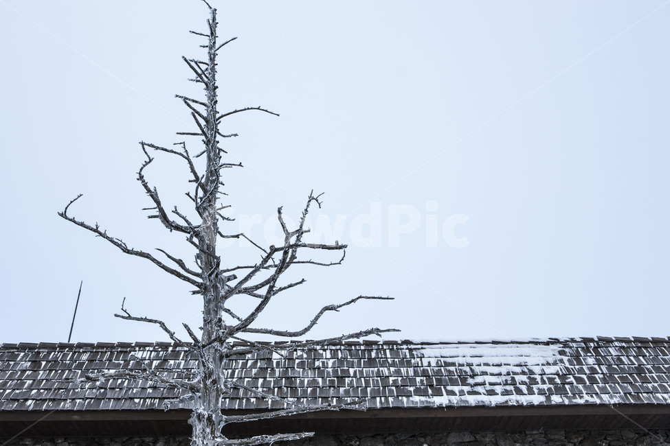 비목,상고대,눈꽃,얼음꽃,지붕,겨울,계절,winter,season,한국전통,한국문화,korean traditional,korean culture,식물,자연,plants,nature,나무,trees,wood,건축물,건물외관,exterior,building,structure,architecture,construction