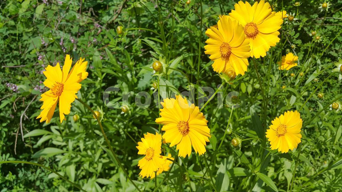 꽃,자연,아름다움,산,노란색꽃,식물,자연,plants,nature,꽃,flower