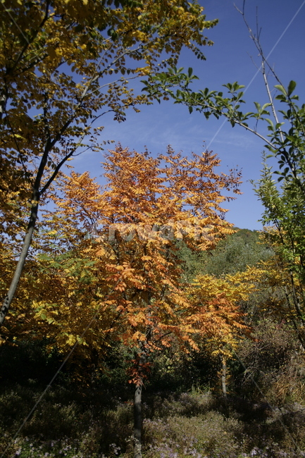 가을,단풍,나무,숲,하늘,가을,계절,fall,autumn,season,tree,plant,식물