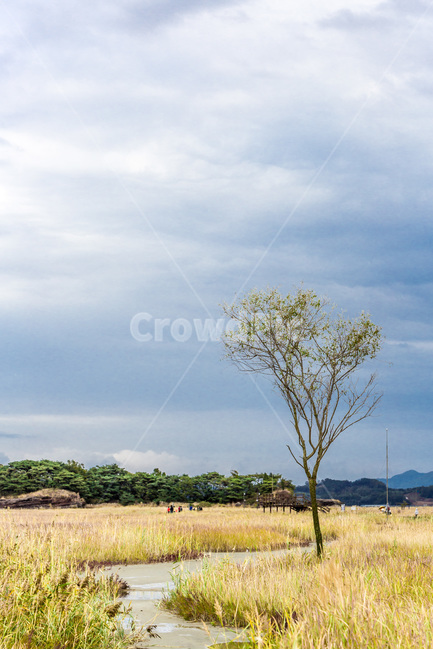 우움도,갈대,습지,휴식,풍경,구름,감성,자연,풍경,nature,landscape,한국자연풍경,한국자연경관,korea nature landscape,식물,plants,나무,trees,wood,grassland,목초지,outdoors,옥외,savanna,대초원,field,들