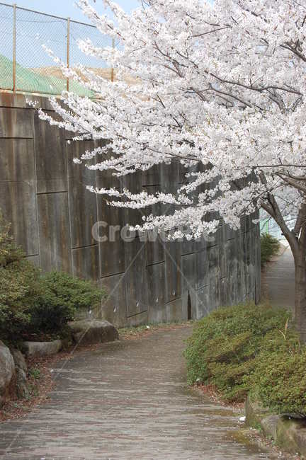 벚꽃,벚꽃길,봄,운치,캠퍼스,봄,계절,spring,season,plant,식물