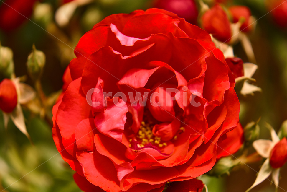 장미,꽃,접사,생화,화분,plant,nature,flower,초접사,redflower,rose,붉은장미,붉은꽃,redrose