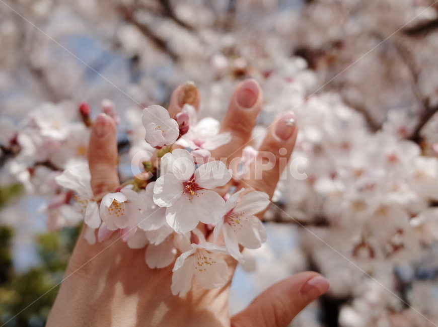 꽃,벚꽃,봄,봄꽃,손,하늘,season,spring,flower,벚꽃나무,꽃나무,봄,계절,spring,season,plant,식물,cherry blossom,blossom
