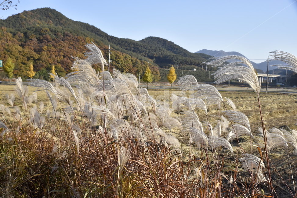 grass,plant,식물,lawn,잔디,갈대,가을,시골,가을,계절,fall,autumn,season,식물,자연,plants,nature,reed
