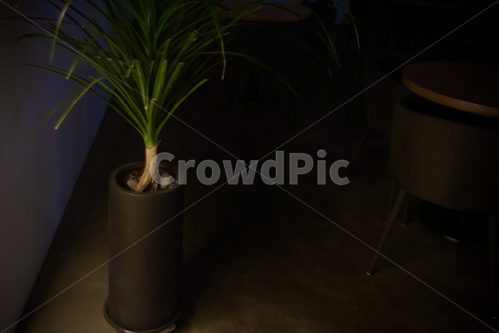 plant,식물,빛,어둠,화분