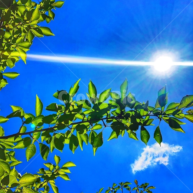 여름,태양,햇빛,풀,나무,자연,풍경,nature,landscape,flare,플레어,light,빛,sunlight,plant,식물