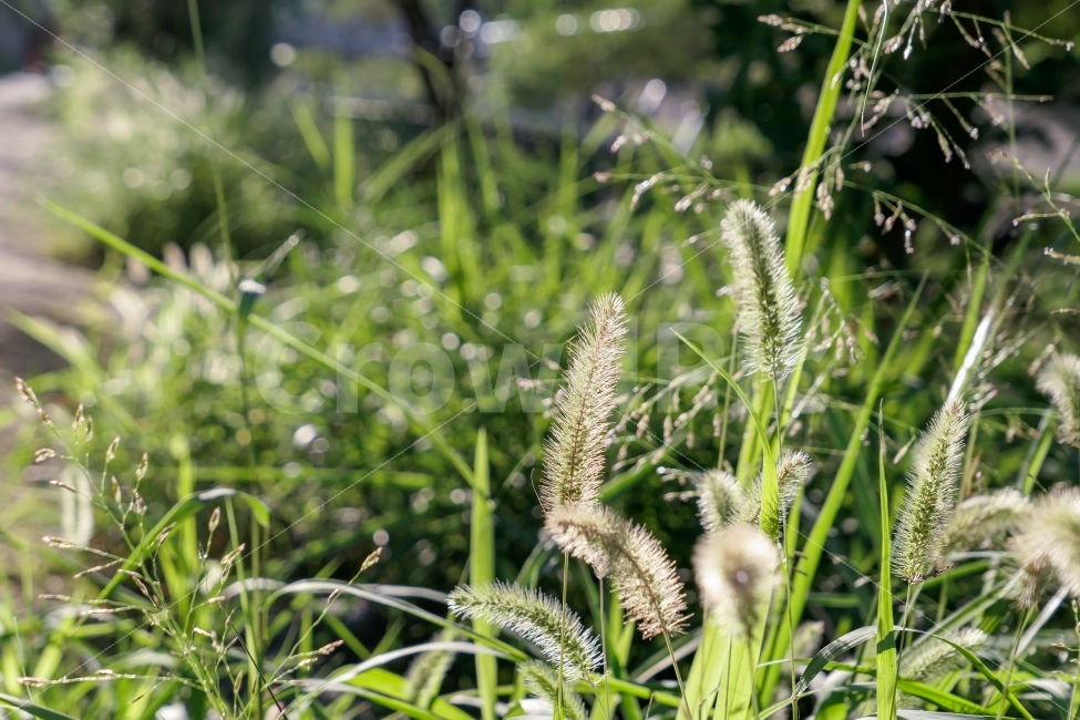 강아지풀,들풀,식물,풀,감성사진,초록,빛,식물,자연,plants,nature,휴식,힐링,rest,relaxation,healing