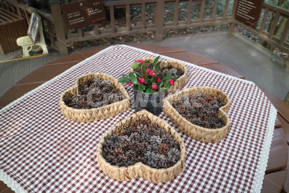 식물,plant,장식,화분,꽃