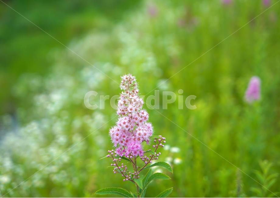 꽃,들,들꽃,자연,식물,개망초,식물,자연,plants,nature,꽃,flower