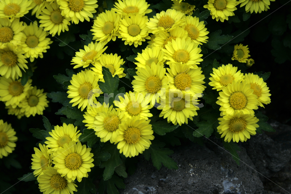 국화,꽃,가을,color,flower,식물,자연,plants,nature,꽃,flower