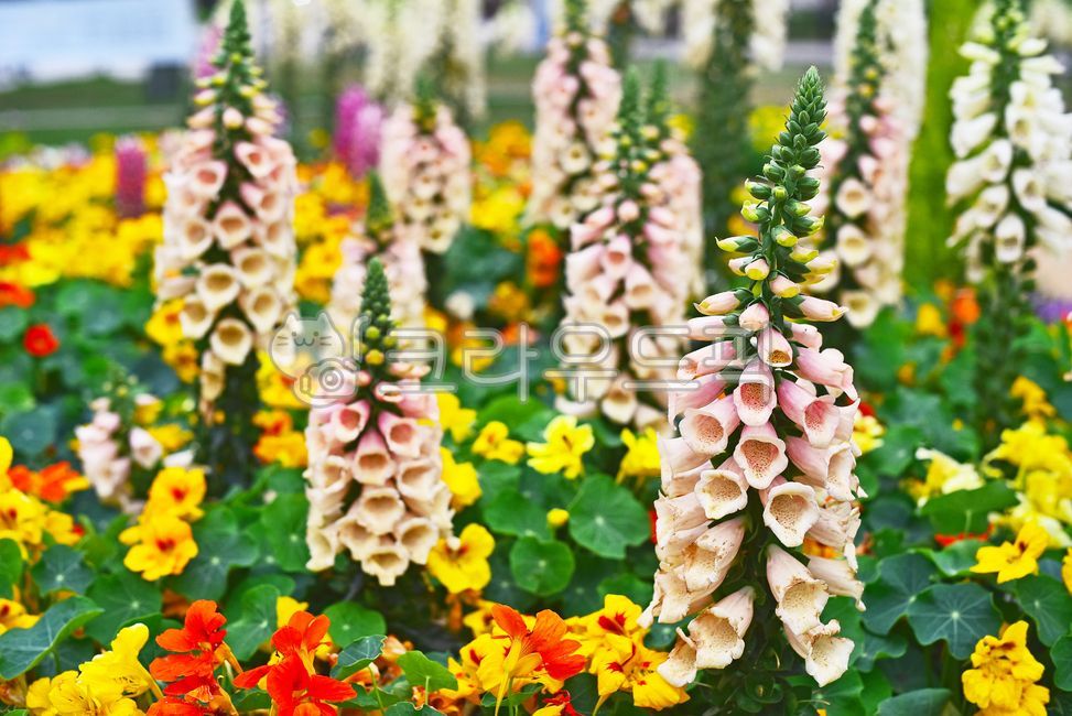 fancy,white flower,foxglove,flower bed,yellow,horticultural plants,ornamental,Orange,Lily,red,Margaret,lily flower,medicinal plants,lavender,park,blossom,green,Nasturtium flower,light purple,lilies,flower,outdoor,outdoors,blue,background,plant,purple,gard