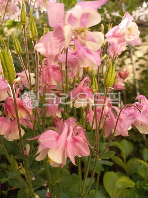 식물,꽃,매발톱,야생화,아름다움,flower,plant,blossom