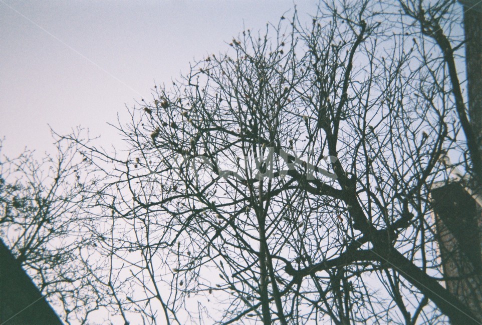 겨울,감성,겨울나무,고독,나뭇가지,winter,bough,twig,tree,wood,산책,stroll