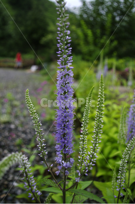 긴산꼬리풀,꽃,식물,flower,plant,식물,자연,plants,nature,꽃,flower