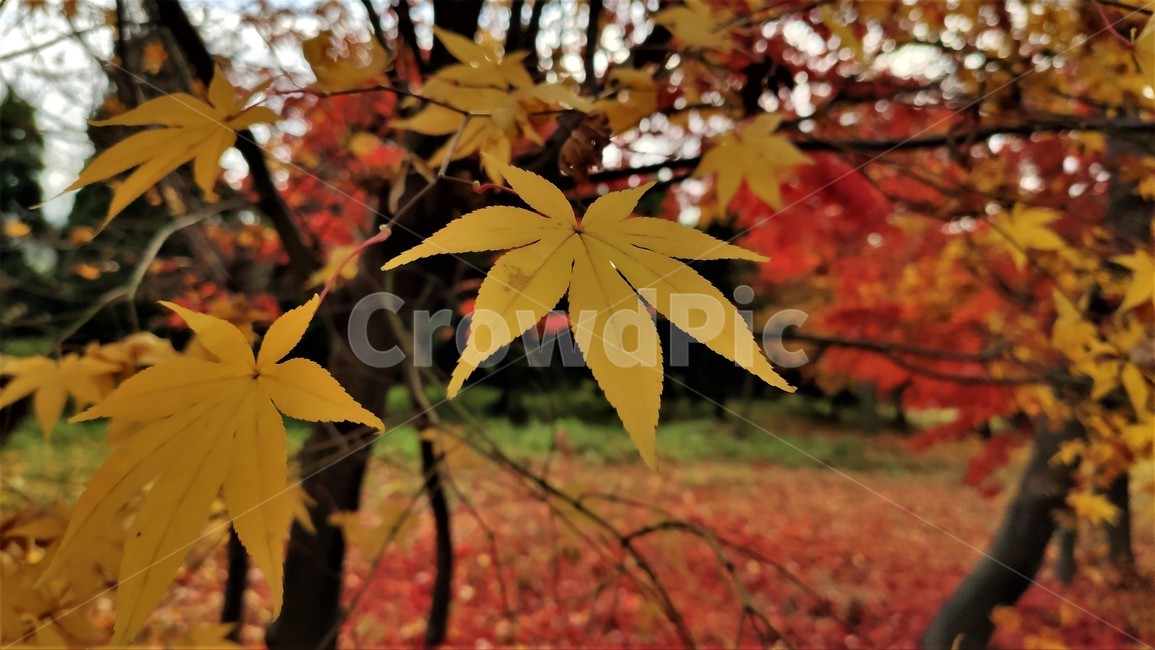 엽록소,애기단풍,가을단풍,가을,plant,식물,leaf,잎,tree,나무,maple,단풍,가을,계절,fall,autumn,season,식물,자연,plants,nature,나무,trees,wood