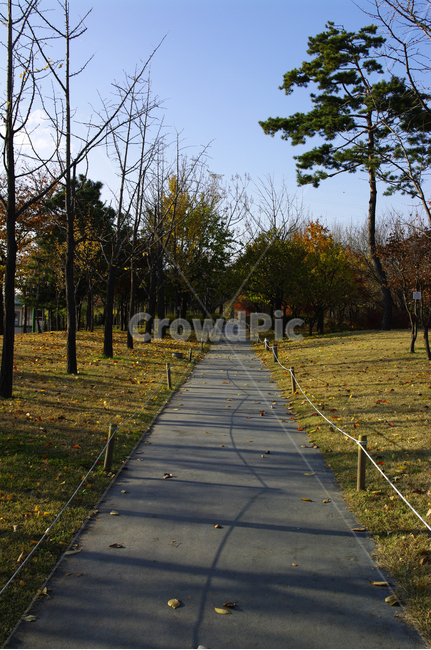 autumn,가을,나무,단풍,식물,길,가을,계절,fall,autumn,season,자연,풍경,nature,landscape,path,통로,sidewalk,보도,pavement,포장