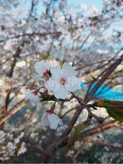 plant,식물,꽃,blossom,cherryblossom,outdoor,landscape,pink,blue,tree,벚꽃,flower,파랑,핑크,하양,분홍,나무,나뭇가지,하늘,풍경,외출,white