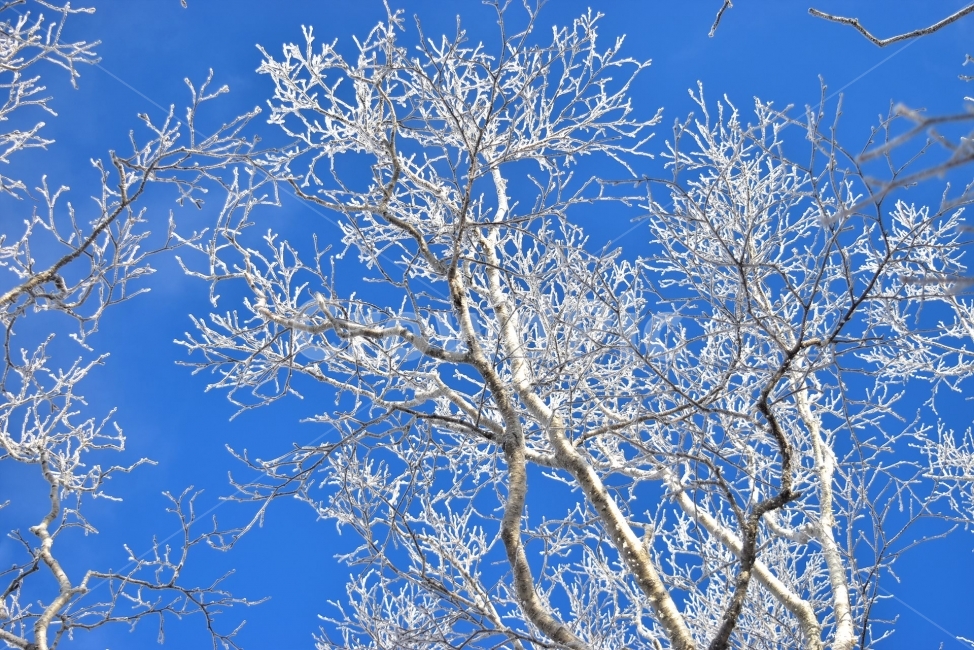 태백산,설경,상고대,눈꽃,풍경,겨울,겨울왕국,서리꽃,눈,천제단,자연,스포츠,등산,산행,nature,snow,설국,겨울풍경,느낌,아름다운,신비로운,경이로운,다큐,필,디자인,힐링,명산,국립공원,순백,landscape,winter,season,영산,겨울동화,눈꽃풍경,겨울,계절,winter,season,식물,자연,plants,nature,나무,trees,wood