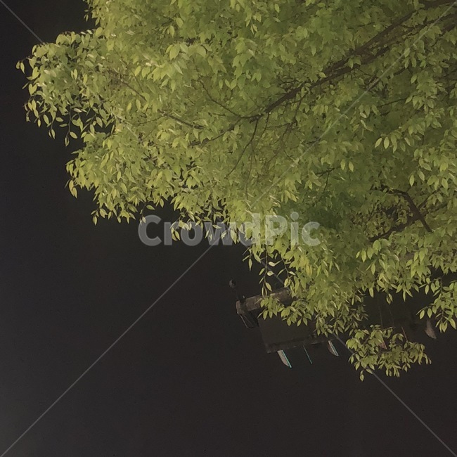 하늘,밤하늘,밤,어두운,나뭇잎,나무,여름,자연,풍경,초록,초록나무,초록색,낙옆,배경,심플