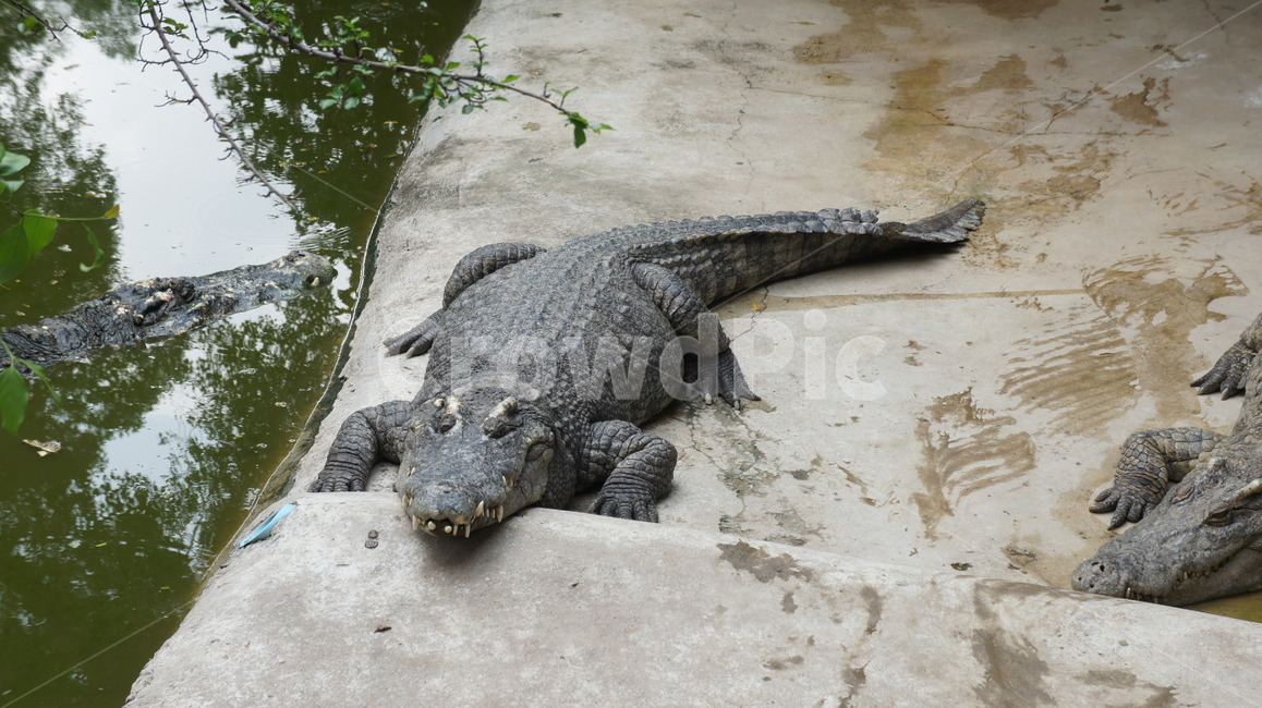 악어,태국,악어농장,정글,파충류,늪,동물,animal,파충류,양서류,reptile,amphibian
