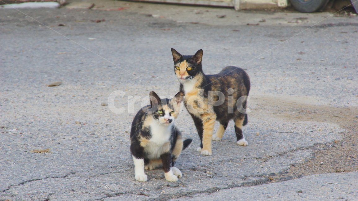 길냥이,야옹이,고양이,얼룩무늬,짝눈
