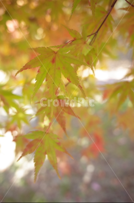 가을,가을감성,단풍,단풍잎,가을단풍,가을,계절,fall,autumn,season,식물,자연,plants,nature,leaf,잎,plant,tree,나무,maple
