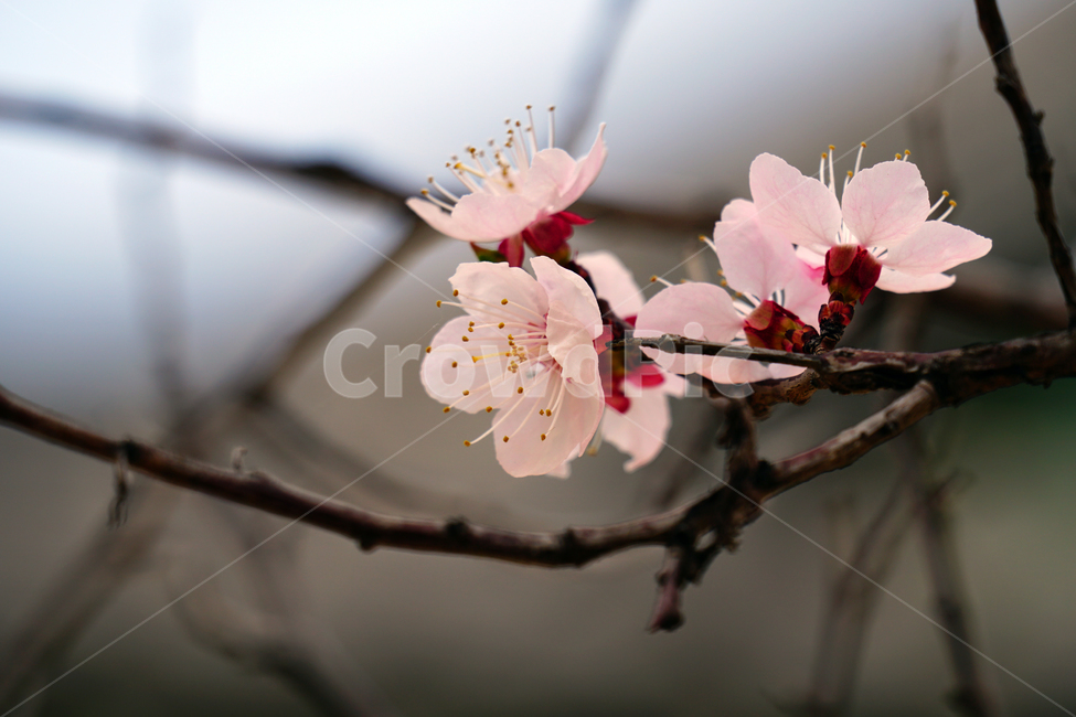 살구나무꽃,봄꽃,한국자연,꽃,꽃사진,플라워,flower,봄,spring,식물,plants,자연,nature,풍경,landscape,계절,season,snap,스냅,접사,macro,closeup,클로즈업,감성사진,감성,힐링,healing,느낌,feel,feeling,꽃밭,화단,나무,나뭇가지,tree,꽃봉오리,4월,April,살구나무,살구꽃,봄,계절,spring,season,식물,자연,plants,nature,꽃,flower,plant