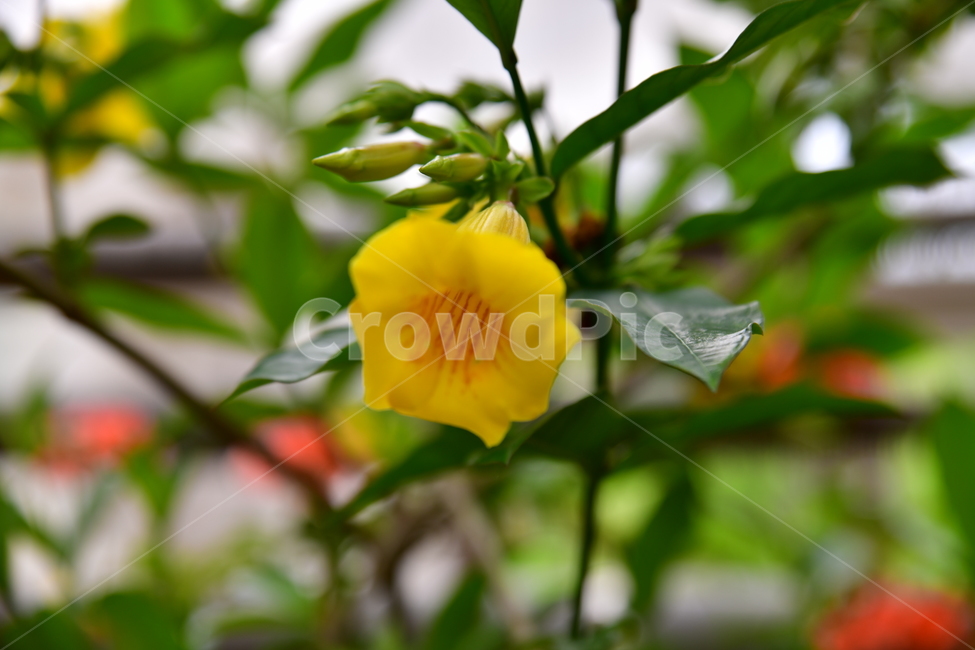 꽃,야생화,정원,수목원,자연,봄,여름,장미,식물,자연,plants,nature,꽃,flower