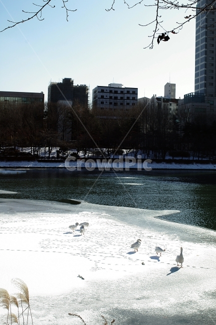석촌호수,거위,오리,눈,겨울,겨울,계절,winter,season,도시,풍경,city,landscape,한국도시풍경,한국도시경관,korea cityscape,동물,animal,조류,새,birds,bird