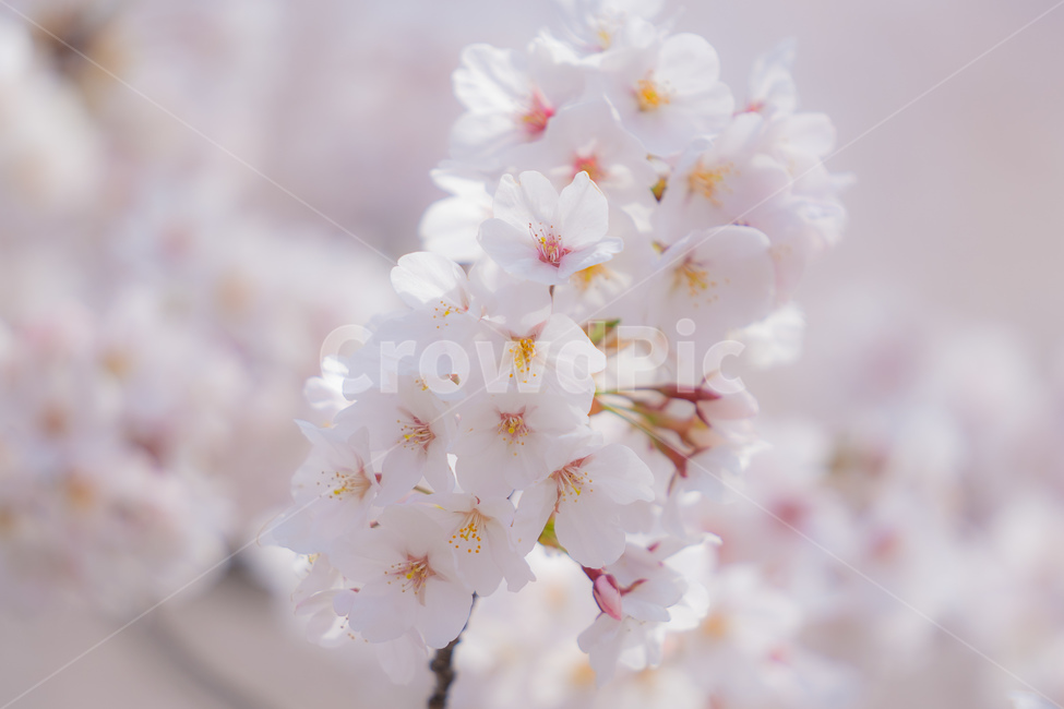봄,벚꽃,자연,나무,계절,따뜻함,꽃,봄,계절,spring,season,plant,식물,blossom,flower