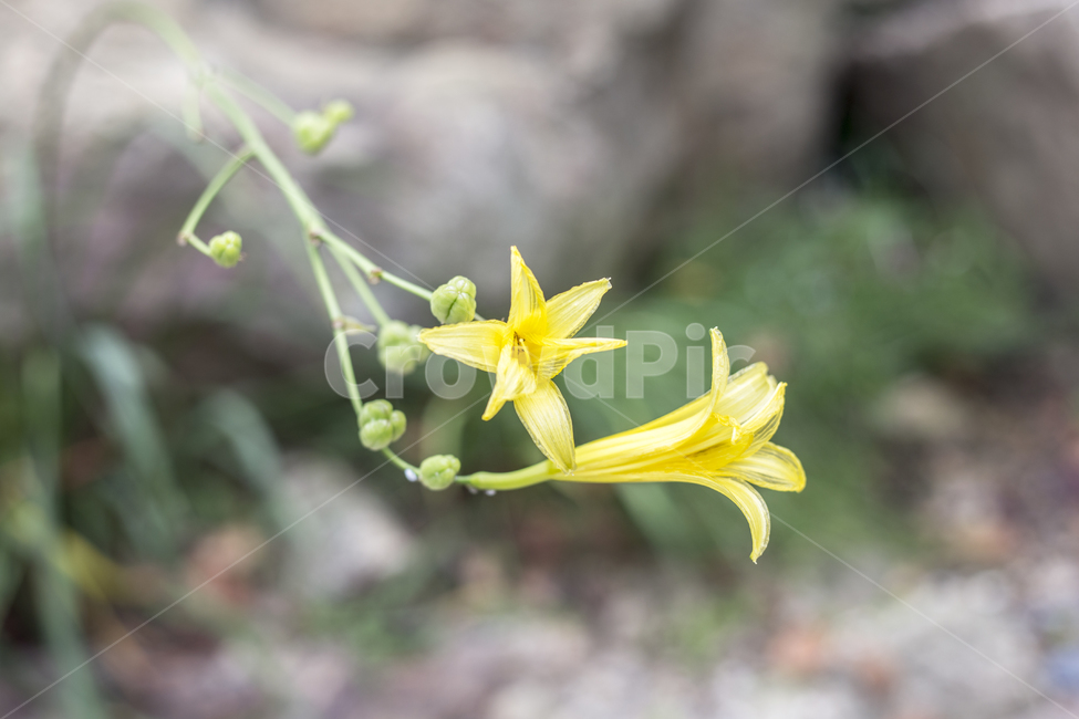 노랑원추리,Hemerocallisthunbergii,노랑원츄리,꽃,플라워,flower,꽃말,야생화,정원,파크,공원,park,가든,garden,식물,자연,plants,nature,꽃,flower