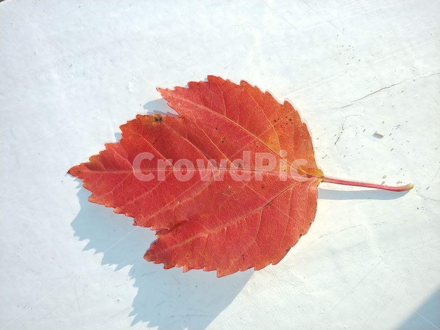 가을,단풍,나뭇잎,단풍잎,낙엽,잎,leaf,식물,나무,가을,계절,fall,autumn,season,plant,tree