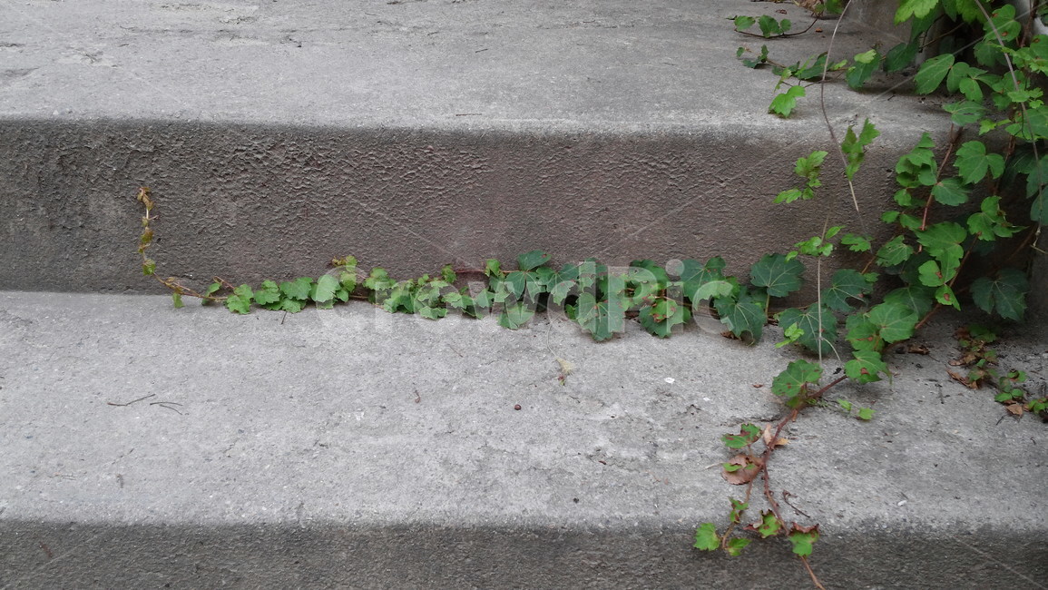 자연,식물,넝쿨,plant,초록