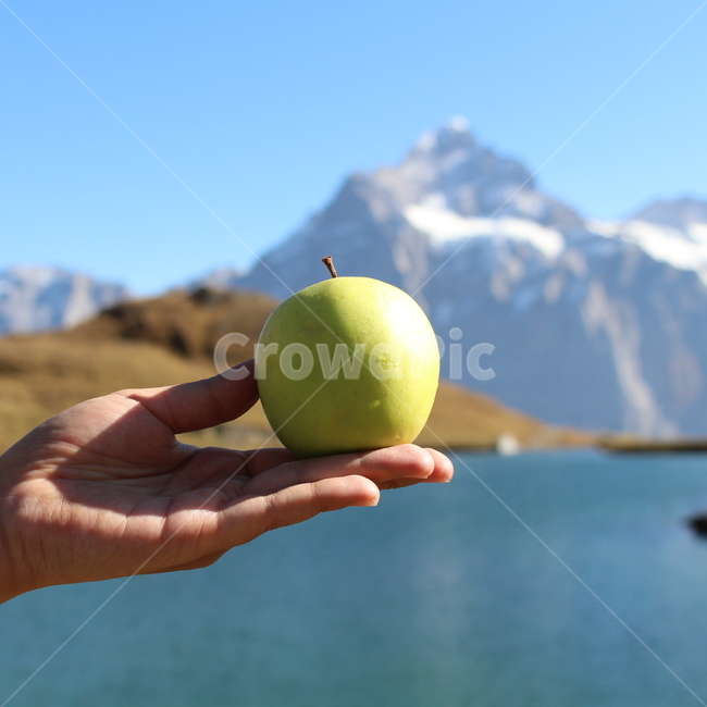 사과,아오리사과,초록,스위스,피르스트,트래킹,트레킹,산맥,과일,apple,swiss,switzeland,과일,열매,fruit