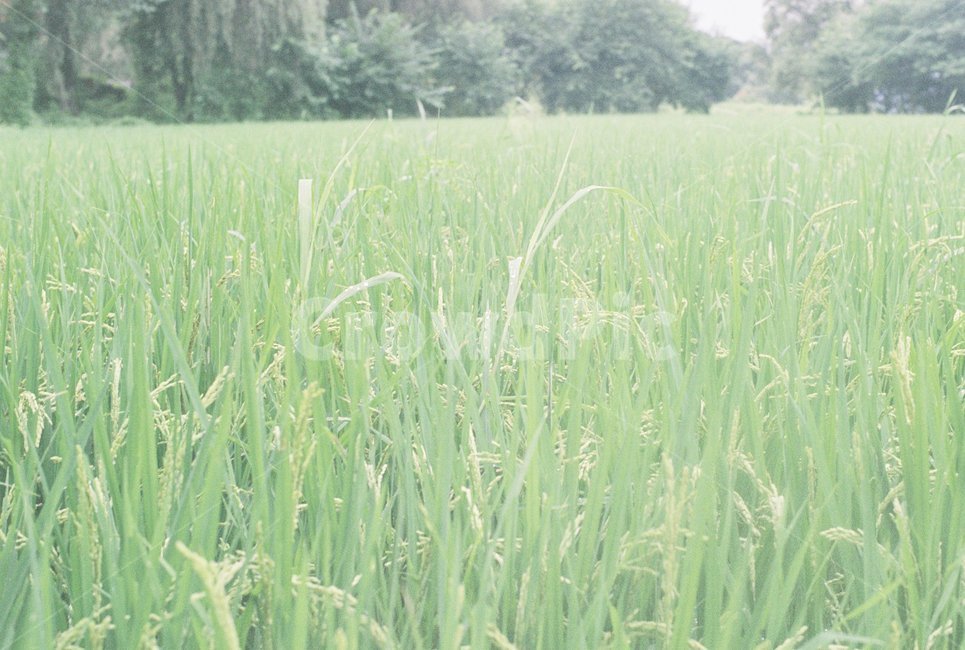 벼,쌀,여름,풀,논,식물,자연,plants,nature